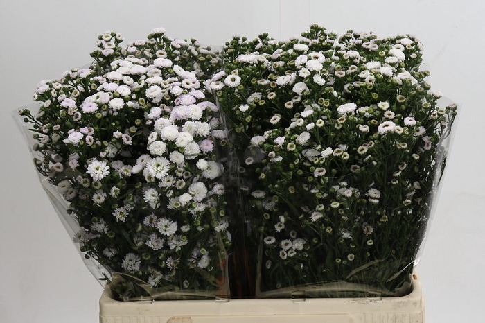 <h4>Aster White Gypsy</h4>