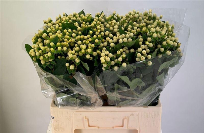 <h4>Hyp Mag White Prince</h4>