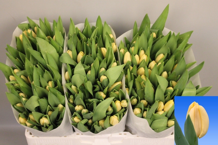 <h4>TU EN CREME FRAICHE</h4>