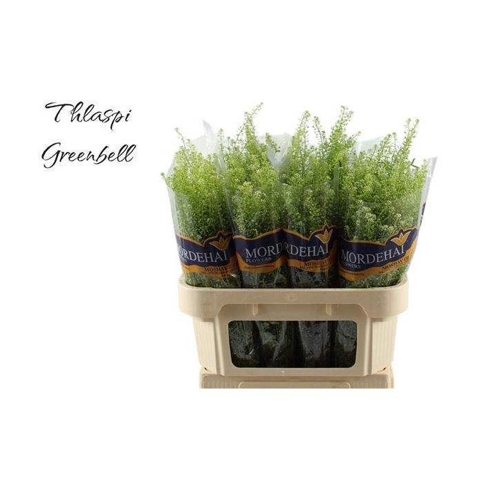 <h4>LEP RU GREEN BELL</h4>