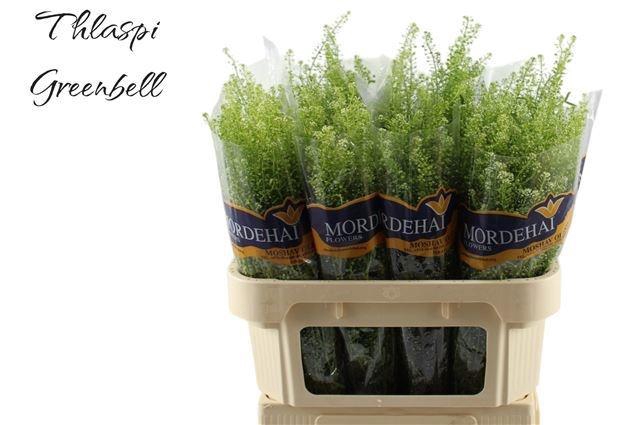 <h4>Lep Ru Green Bell</h4>