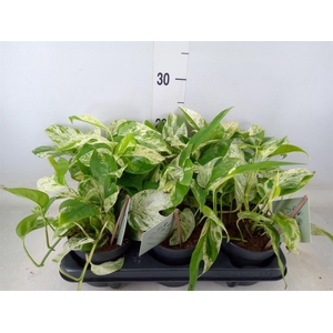 Epipremnum pinn. 'Marble Variegata'