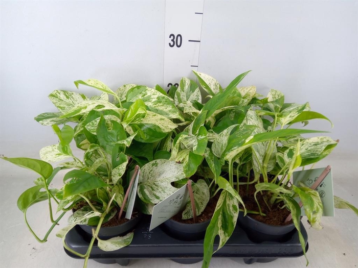 <h4>Epipremnum pinn. 'Marble Variegata'</h4>