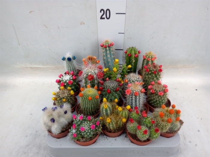 <h4>Cactus   ...decorated</h4>