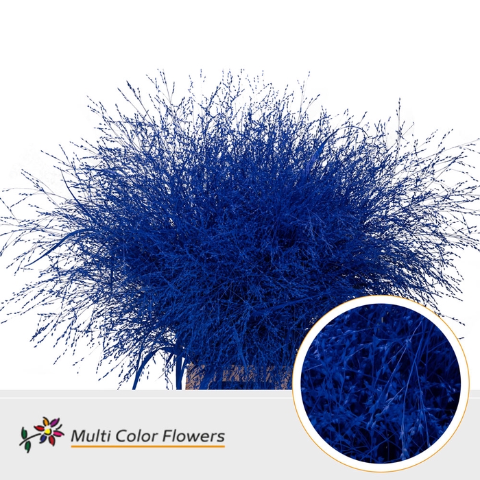 <h4>Panicum Blauw donker</h4>