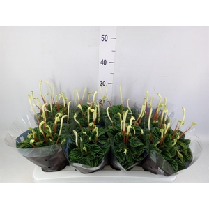 Peperomia caperata 'Lilian'