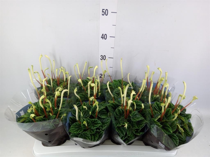 <h4>Peperomia caperata 'Lilian'</h4>