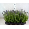 Lavandula angus. 'Lavance Purple'