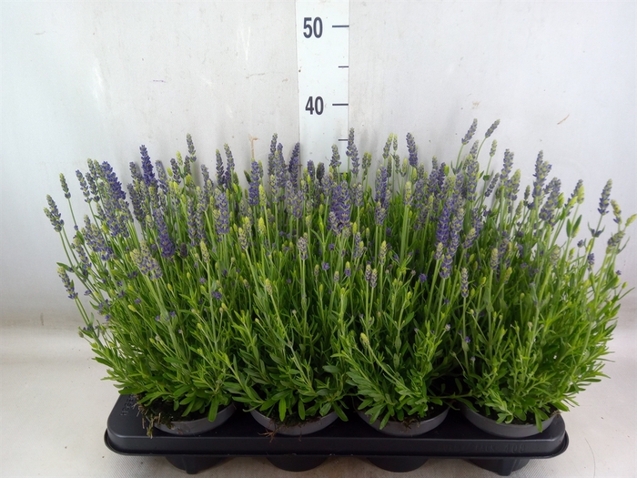 <h4>Lavandula angus. 'Lavance Purple'</h4>