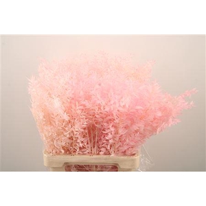 Ruscus. Baby Pink Per Stem