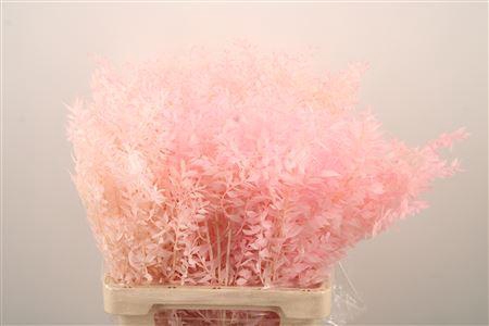 <h4>Ruscus. Baby Pink Per Stem</h4>