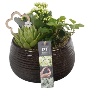 PTIB6460 Arrangementen kamerplanten