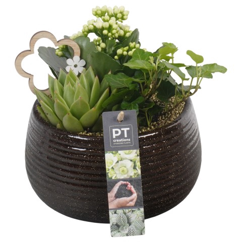 <h4>PTIB6460 Arrangementen kamerplanten</h4>