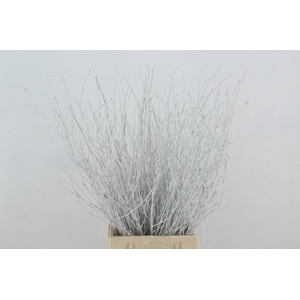 Betula Bs White FST