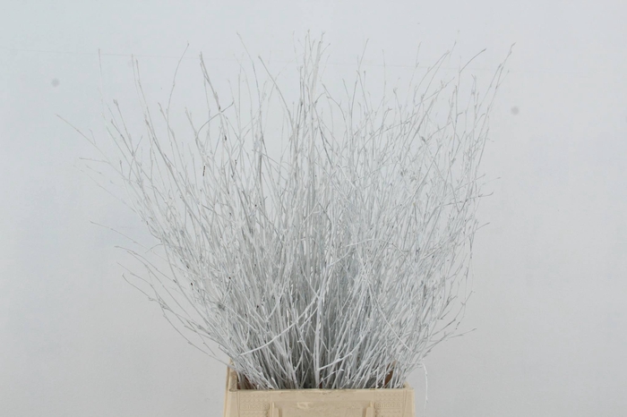 <h4>Betula Bs White FST</h4>