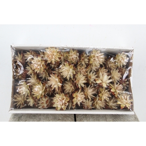 Wire Plumosum 10cm bx/55 Nat