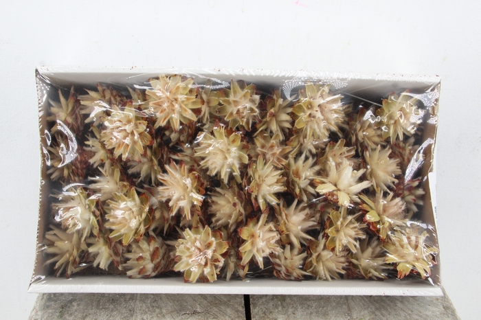 <h4>Wire Plumosum 10cm bx/55 Nat</h4>