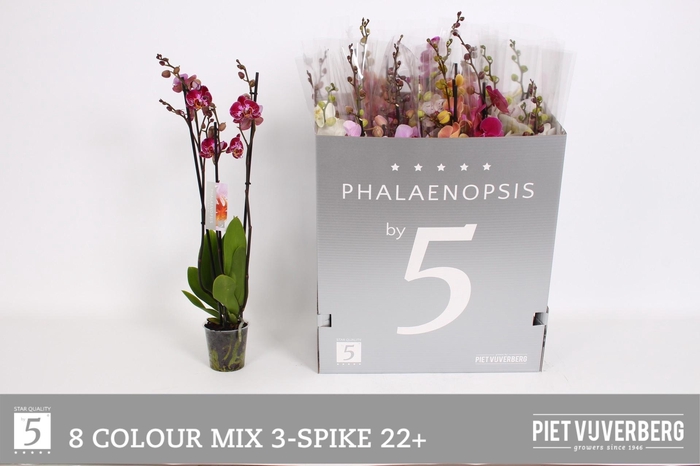 <h4>PHAL GEM 8 KL</h4>