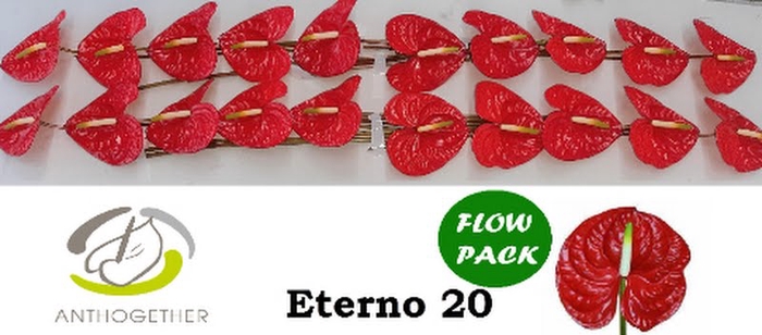 <h4>Anth A Eterno 9 cm X20 Flow Pack Oosterzon</h4>