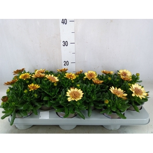 Osteospermum  'Margarita Dbl Yello'