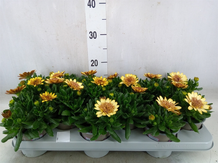<h4>Osteospermum  'Margarita Dbl Yello'</h4>