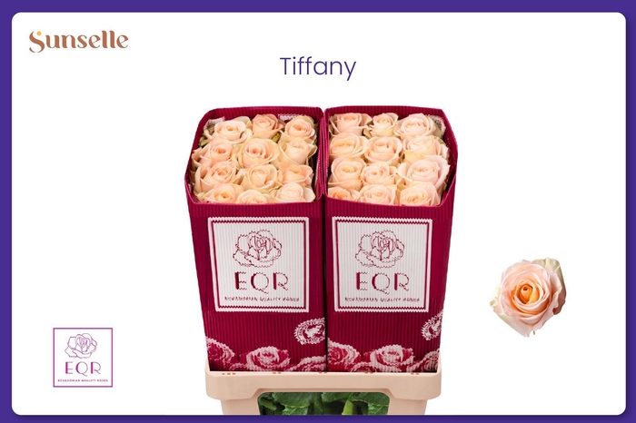 <h4>R GR TIFFANY!</h4>