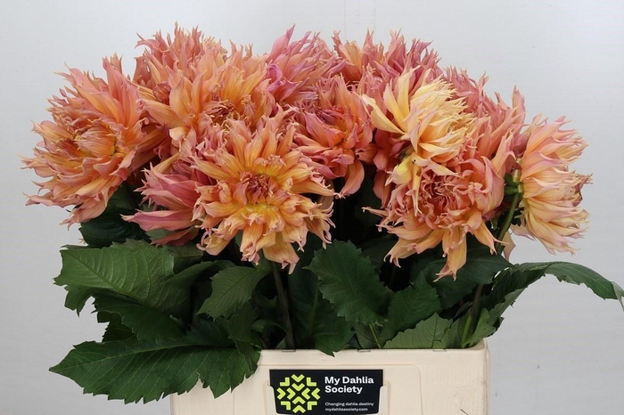 <h4>DAHLIA OMEGA*</h4>