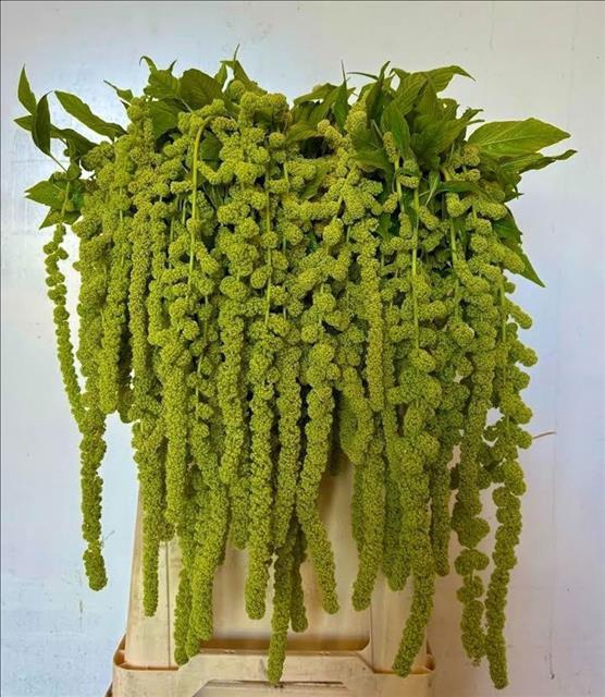 <h4>Amaranthus Caudatus Cycloop</h4>