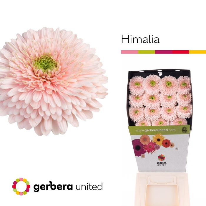 <h4>Gerbera Pomponi Himalia Diamond</h4>