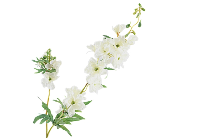 <h4>Delphinium White</h4>