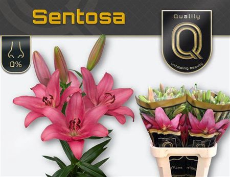 <h4>Li La Sentosa 5+</h4>