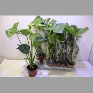 Monstera Deliciosa