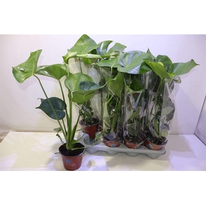 Monstera Deliciosa