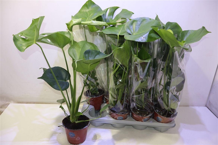 <h4>Monstera Deliciosa</h4>