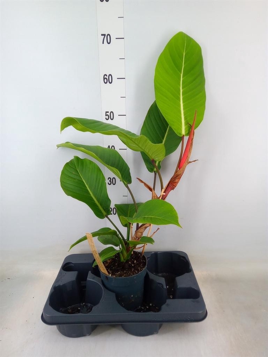 <h4>Philodendron   ...</h4>