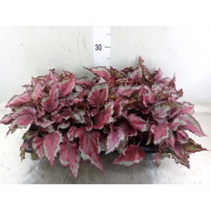 Begonia BD 'MagicColours Spitfire'