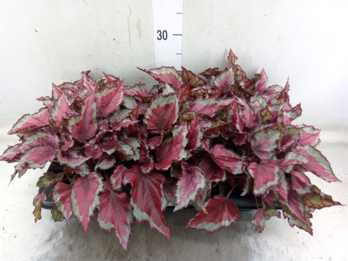 <h4>Begonia BD 'MagicColours Spitfire'</h4>