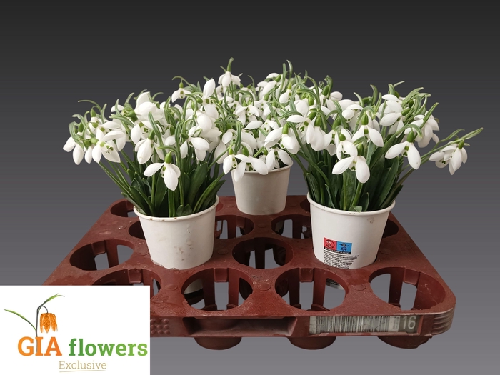 <h4>GALANTHUS NIVALIS BS</h4>