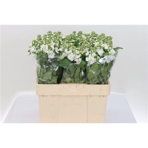 Matth Centum White