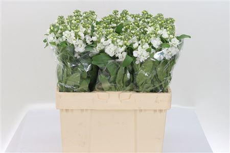 <h4>Matth Centum White</h4>