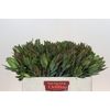Leucadendron Highlight