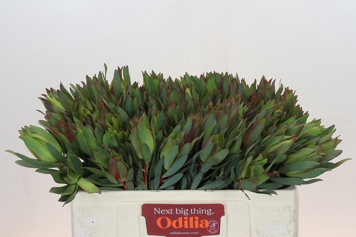 Leucadendron Highlight