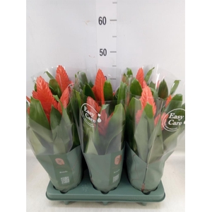 Vriesea  'Intenso Orange'