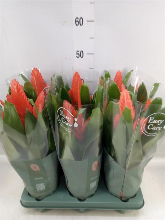 <h4>Vriesea  'Intenso Orange'</h4>