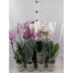 Phalaenopsis   ...mix