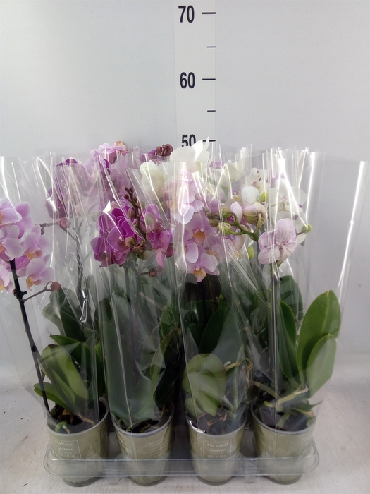 <h4>Phalaenopsis   ...mix</h4>