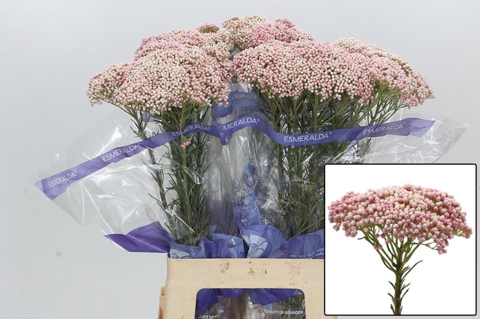 <h4>OZOTH COOKS TALL PIN</h4>