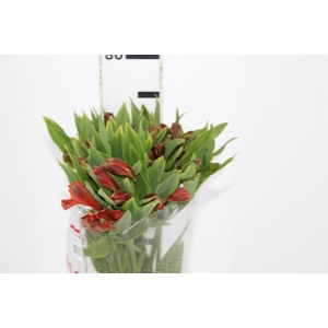 ALSTROEMERIA CINNAMON 080 CM
