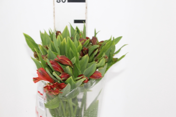 <h4>ALSTROEMERIA CINNAMON 080 CM</h4>