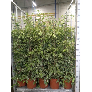 Ficus benja. 'Golden King'